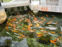 南京景觀魚池水專業(yè)凈化、處理！